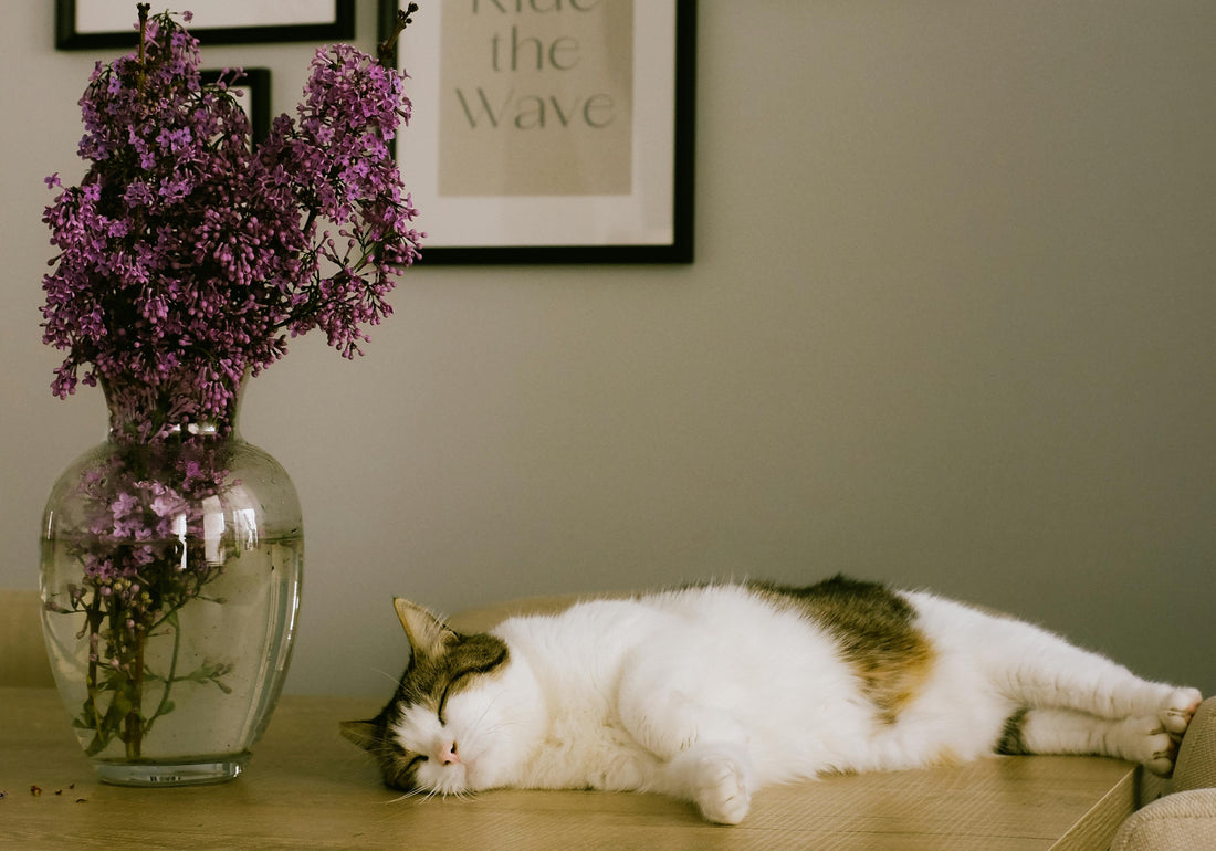 slowlife slow puzzle détente