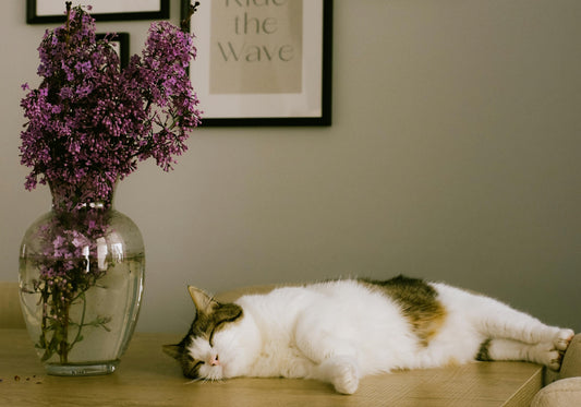 slowlife slow puzzle détente